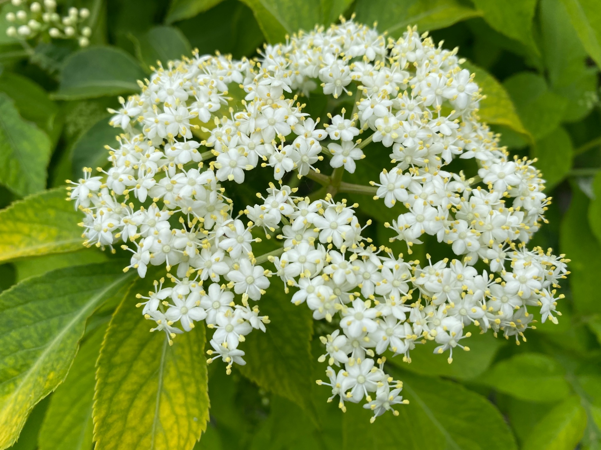 34E00ECF 6DA1 43C5 96E9 3BF04060E809