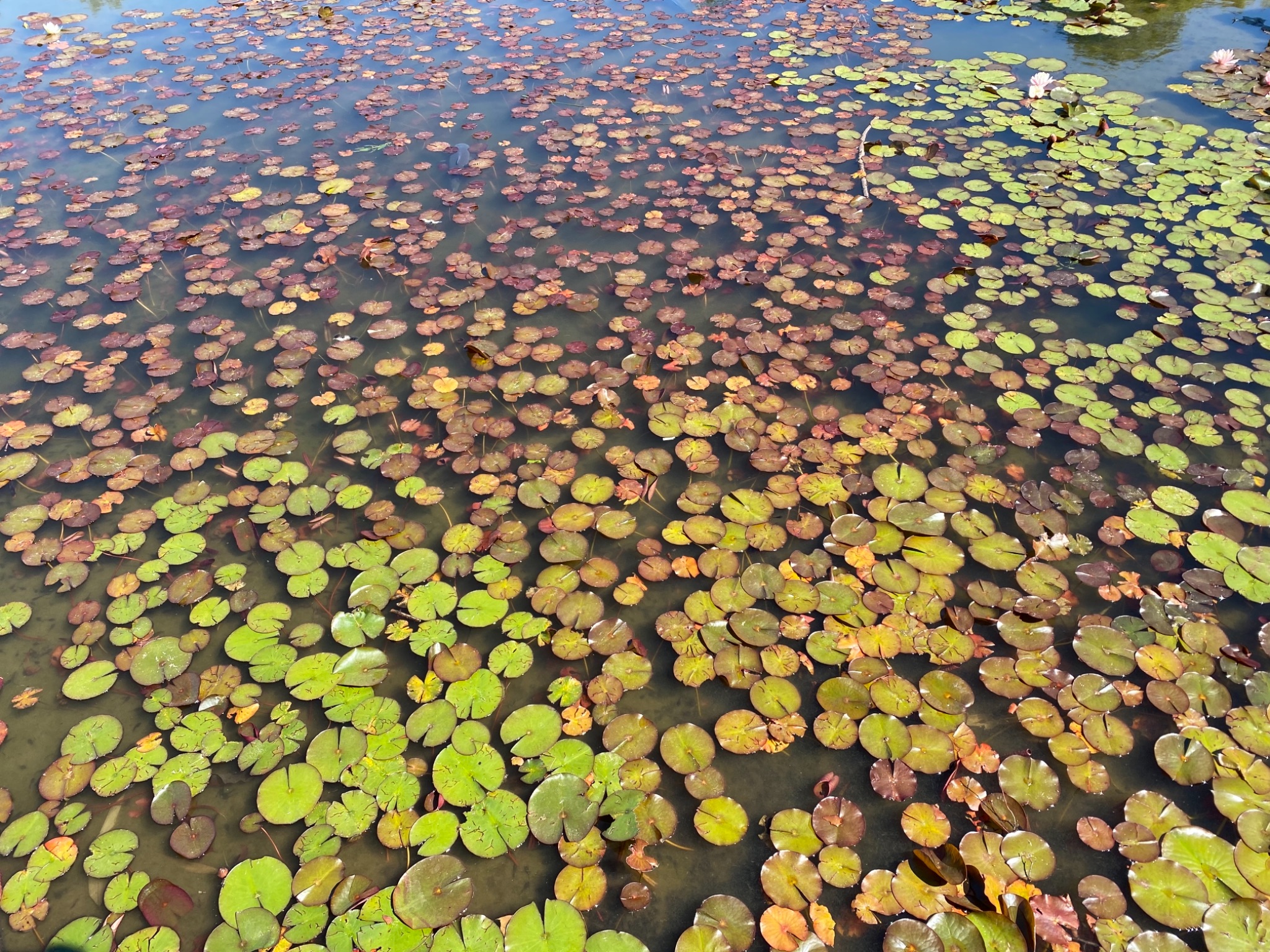 BE26DEA7 6CFB 4FC5 B794 95F0B565D36A